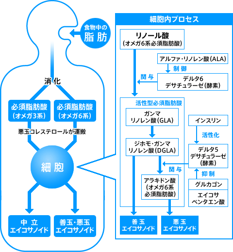 美と健康とダイエット