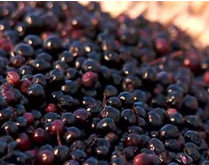 アップロードファイル 11-1.png